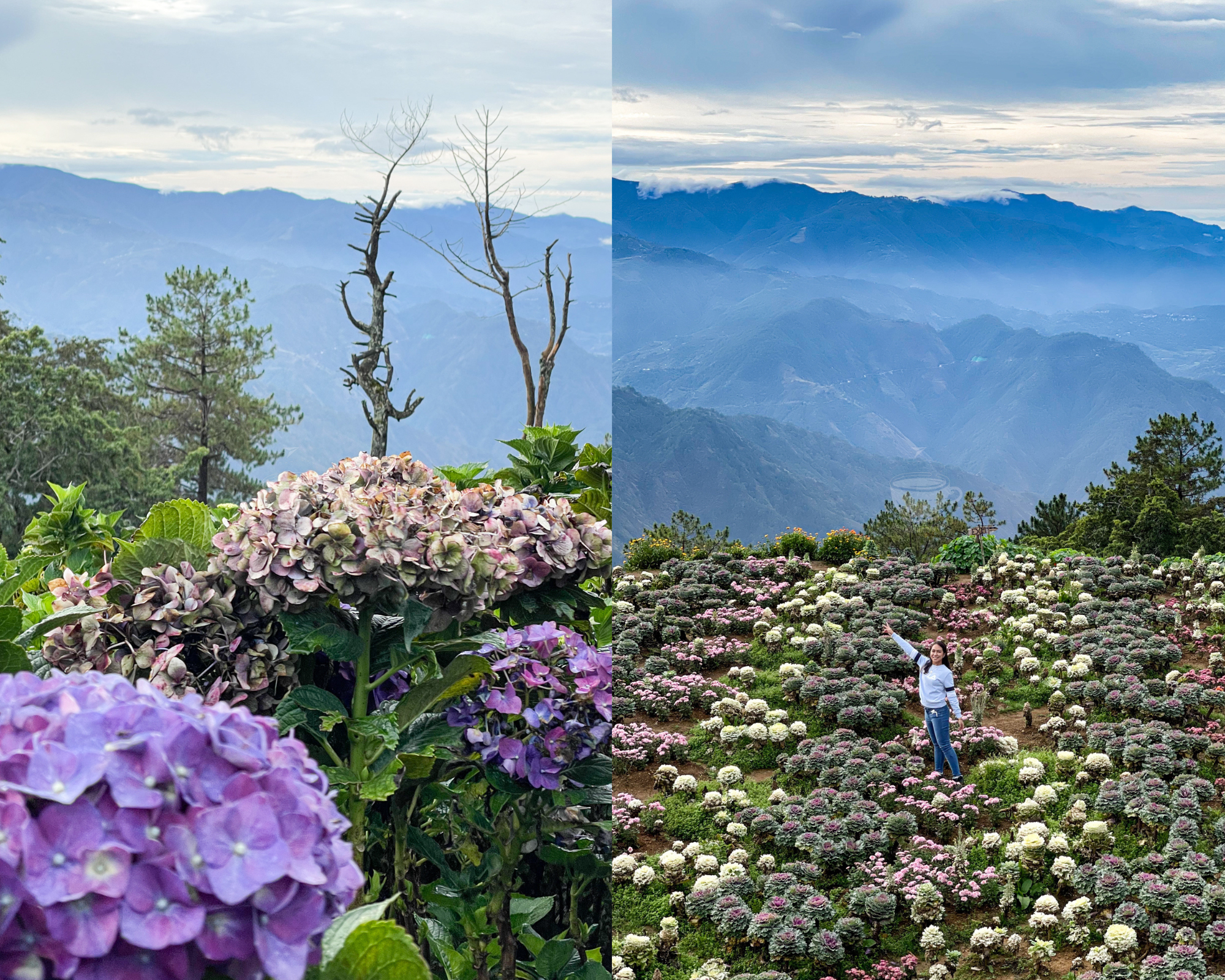 Northern Blossom Flower Farm Atok Benguet